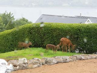 ST Anthony's B&B - Fort William - 4