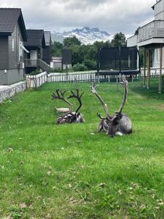 Tromsø Nature Escape - Tromsø - 9