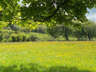 Beehive Cottage - Bodfari - 8