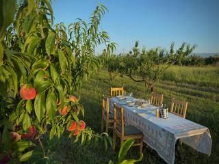 Mestvireni - Telavi - 8