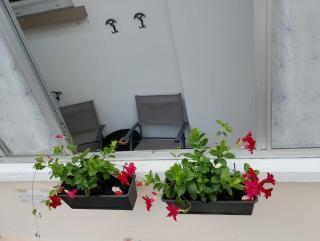Appartamento Orchidea - 9