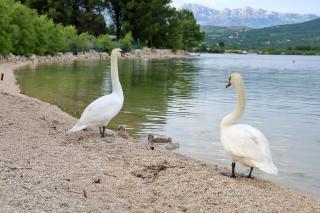Holiday house with a swimming pool Pridraga - Cuskijas, Novigrad - 24776 - Pridraga - 6
