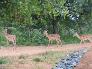 Masorini Bush Lodge & Safari Tents - 3