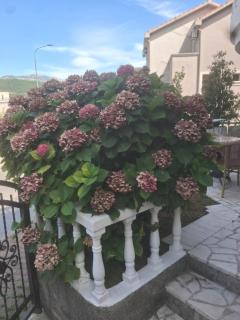 Hepi Budva - 1