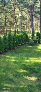 Homey apartment facing a pine forest - 6