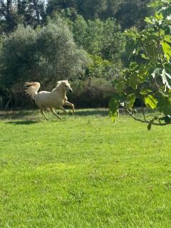 Masia Victoria - 7