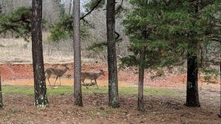 Whispering Pines in the Country on 40 Acres - 4