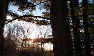 Whispering Pines in the Country on 40 Acres - Hartville - 5