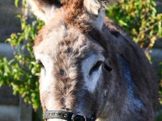 Gîte Champêtre avec Animaux, Spa et Tout Confort en Pleine Nature Bourbonnaise - FR-1-489-539 - Buxières-les-Mines - 3