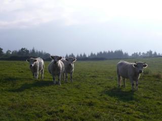 Gîte de charme avec piscine, Wi-Fi et animaux acceptés - FR-1-496-26 - 2