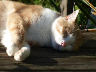 Maison de charme normande avec jardin et WiFi - FR-1-497-220 - 6