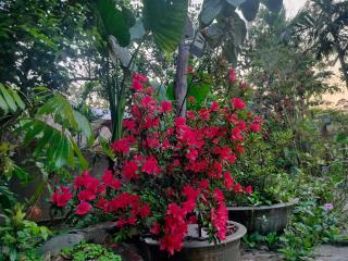 Quốc Cảnh Homestay - Kon Rung (1) - 8