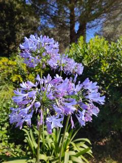La Maison l'Oliveraie - 2