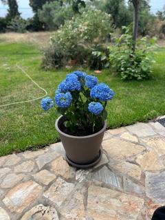 Country Vila - 4
