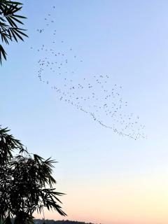 Midsummer Night Dreams - 1