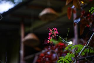 The Travel Tree Hostel - Sigirîya - 8