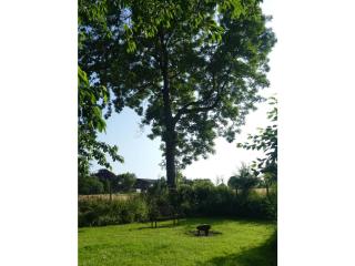 Rosenkate - 3