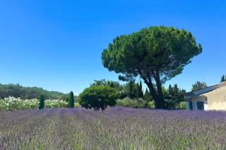Mas Bellevue de la Galine - Saint-Rémy-de-Provence - 9