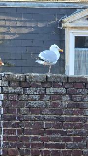 Appartement plage & port - 2