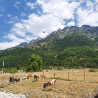 Private Cabin Boge Albania - Shkodër - 7