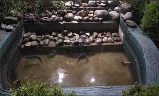 Aranyak Nature's Pride - 4