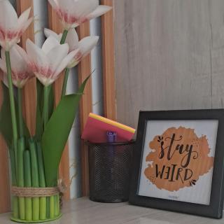 Mini Pichu - Ghaziabad - 5