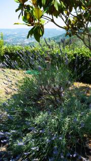 Le Terrazze - Orvieto - 6