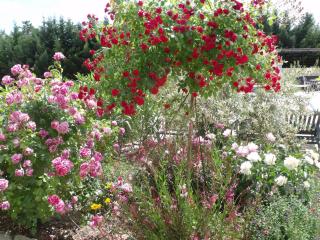 Le bonheur au soleil - Saint-Maximin-la-Sainte-Baume - 4