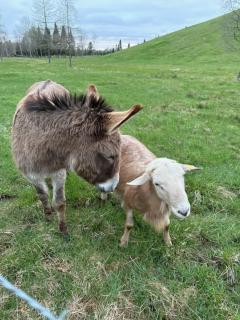 Impérial du Domaine de la Chasse Gardée - 4