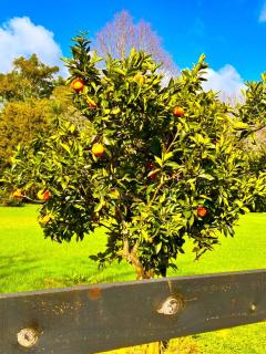 Wairere Cottage - Kerikeri - 5