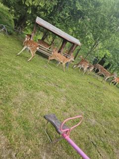 Restauracja Hotel Koło do Wozu - Żołobek - 9