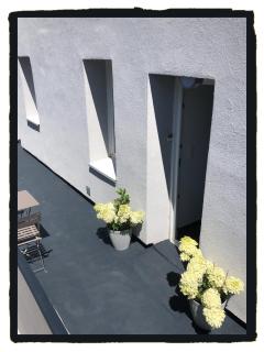 Les HORTENSIAS - 6