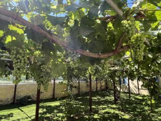 Villa Loretta 1 - Posidhonía - 5