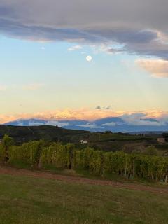 Langhe da cartolina - Mango - 9