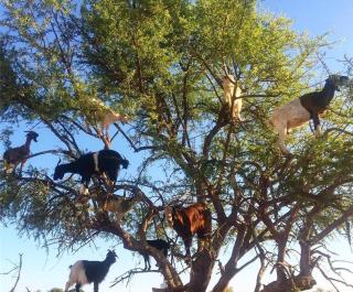 Goats on Argan Trees Experience in Agadir - Agadir - 2