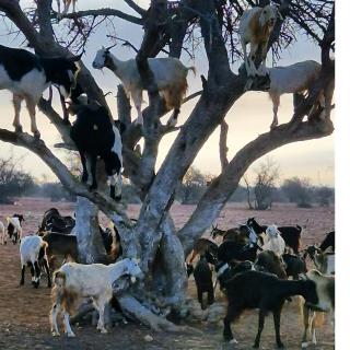 Goats on Argan Trees Experience in Agadir - 1