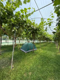Agro Camping Harmony - Berat - 2