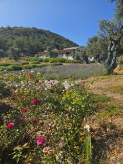 Urla da Doga Icinde Ciftlik Evleri Gaia Salamoria - Urla - 0
