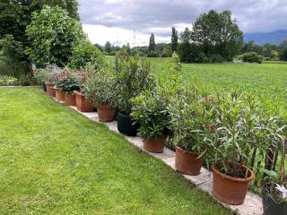 Luxus-Anwesen mit Charme - ganzes Haus mit Garten - Koblach - 5