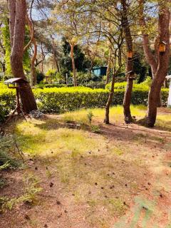 Boshuisje June - middenin de natuur op een uurtje rijden van Antwerpen en Maastricht - 8