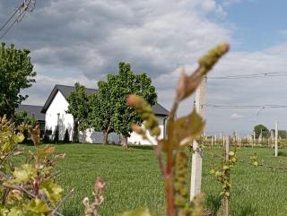 Domki w Winnicy - Świętokrzyska Winnica Knapów - - 9