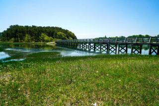 Classic Cape Great Location Dog Welcome - Wellfleet - 9