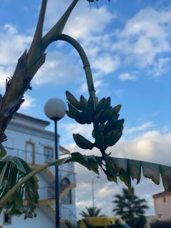 Sunny La Mata - Torrevieja - 4