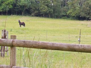 Maison rénovée avec jardin, animaux admis - FR-1-497-236 - 1