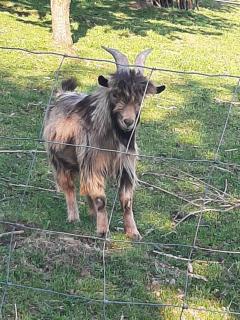 Brunnsteffl - Ferienhaus Lindner - 1