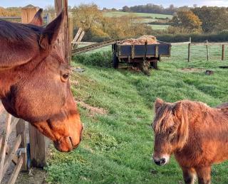 Knoll Hill Farm, The Place To Stay - Frome - 5