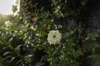 Casetta delle Rose sull'etna - Viagrande - 8