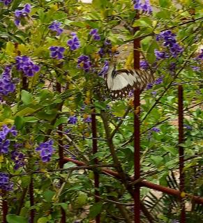 Busy Bee Nature Residence - 1