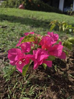 Casa de Encanto Tropical Villa - 3