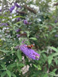 Chalet Corbeth - Putten - 8